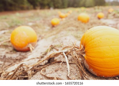 Pumpkin patch  in the fall - Shutterstock ID 1655720116