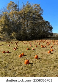 Pumpkin patch in the fall