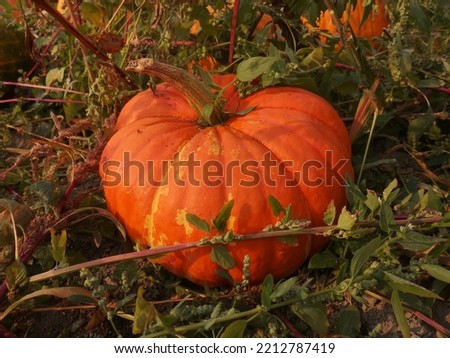 Pumpkin in the pumpkin patch fall garden