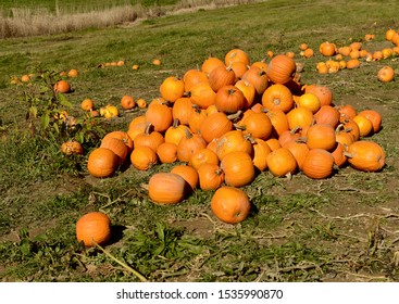 Pumpkin Patch in a farm field