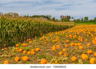 Pumpkin patch featuring orange pumpkins along side cornfield