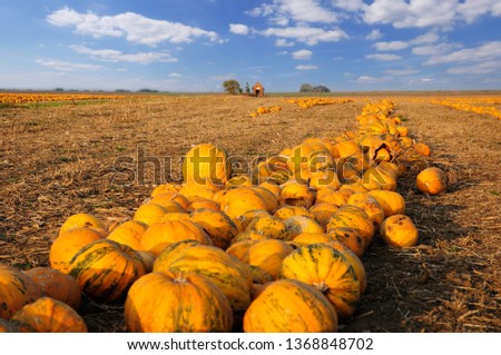 Pumpkin patch. Field full of pumkins ready to harvest.