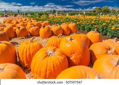 Pumpkin patch in a field of straw. Background for fall, autumn, Halloween, Thanksgiving, seasonal display. Holiday-themed image. - Powered by Shutterstock