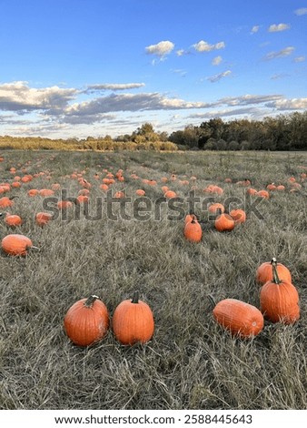 Pumpkin Patch late fall Monroe, Ohio - November 3, 2024