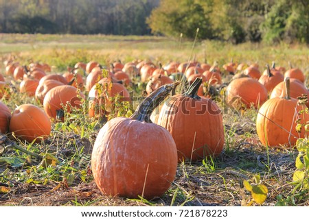 A pumpkin patch in Maryland