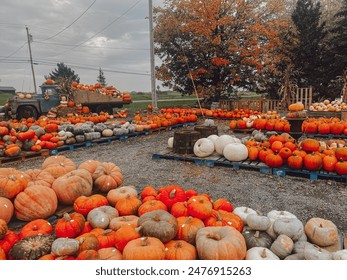 Pumpkin Patch in New York