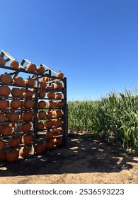 Pumpkin patch next to a corn maze