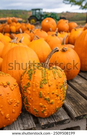 Pumpkin Patch on Farm Bright Orange Pumpkins on Wooden Table for Sale Autumn New England. Corking Wart Bumps. Green Tractor and Field in Background.