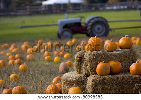 Pumpkin patch on a farm in Oregon