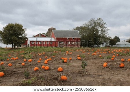 Pumpkin patch on an overcast day with barns behind it in Spring Grove, Illinois