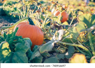 Pumpkin In A Pumpkin Patch On The Vine During Golden Hour Evening Light. 