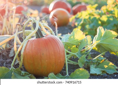 Pumpkin In A Pumpkin Patch On The Vine During Golden Hour Evening Light. 