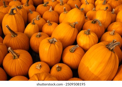 Pumpkin Patch Pattern Wallpaper Edge to Edge Bright Orange Pumpkins Side of the Road for Sale Autumn New England. Halloween Decorations - Powered by Shutterstock