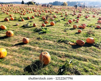 Pumpkin patch with people in the background
