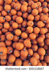Pumpkin Patch Pile