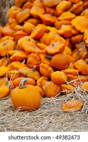A pumpkin patch ready for harvesting.