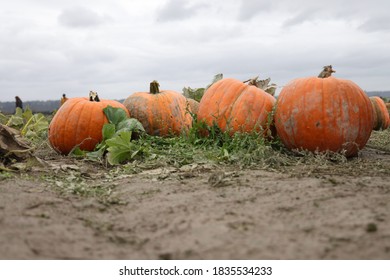 Pumpkin Patch In Snohomish County