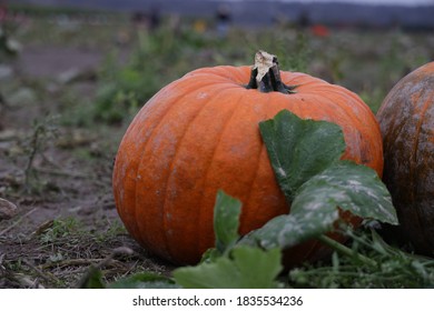 Pumpkin Patch In Snohomish County