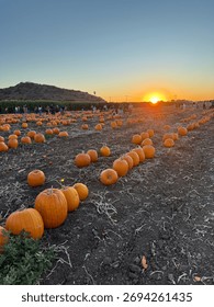 Pumpkin patch at sunset with rows of bright orange pumpkins and people enjoying a fall evening. Warm golden light over the field captures the essence of autumn in California.