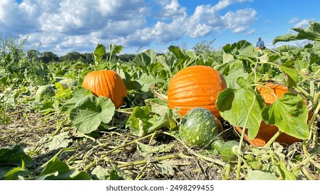 Pumpkin patch with three pumpkins and gourd.