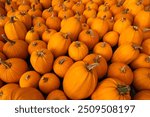 Pumpkin Patch Wide View Pattern Wallpaper Edge to Edge Bright Orange Pumpkins For Sale Autumn New England. Halloween Decorations