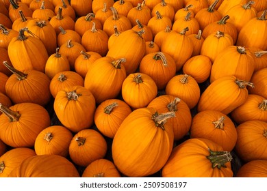 Pumpkin Patch Wide View Pattern Wallpaper Edge to Edge Bright Orange Pumpkins For Sale Autumn New England. Halloween Decorations - Powered by Shutterstock