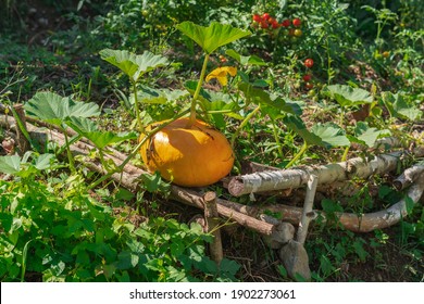 A pumpkin in a permaculture garden