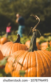 Pumpkin Picking Patch In Autumn