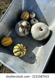 Pumpkin Picking Selection In A Silver Wheelbarrow. Brand New Baby Pumpkins. White Casperita. Harlequin Squash. Crown Prince. Fresh Farm Field, Muddy Floor. 