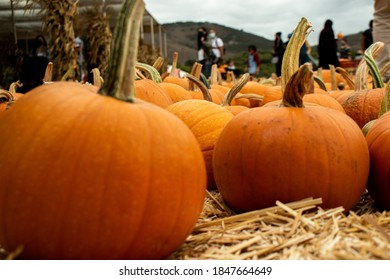 Pumpkin Picking At The Underwood Family Farm