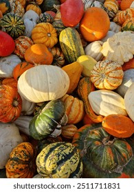Pumpkin pile at the pumpkin patch 