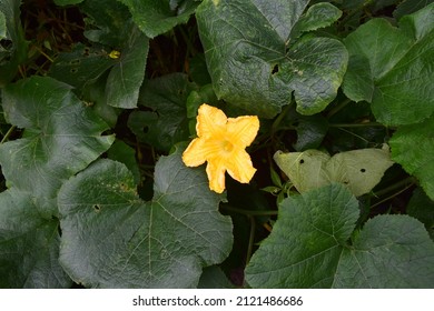 The Pumpkin Plant Cucurbita Moschata Duch, Native To Central America And Southern Mexico. In Indonesia, Known As Waluh, It Can Be A Reliable Source Of Food.