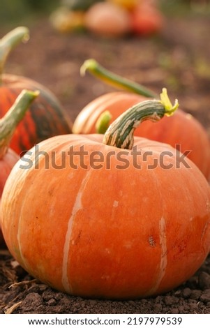 Pumpkin plant. Growing pumpkins. Orange pumpkin. harvest.