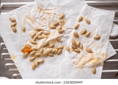 Pumpkin seed saving on the kitchen sink, seed collected to dry on paper towel. Organic gardening.