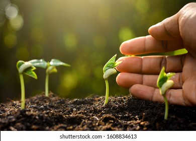 Pumpkin seedlings are growing from the soil and there is a morning shining. - Shutterstock ID 1608834613