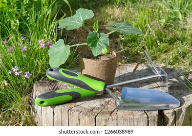 Pumpkin seedlings in a peat pot and garden tools on a wooden stump in the garden - Shutterstock ID 1266038989