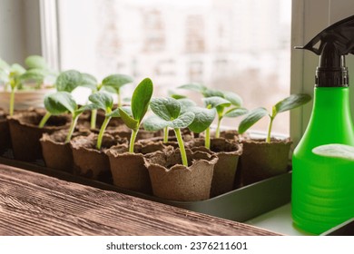 Pumpkin seedlings in peat pots on a windowsill indoor and a green sprayer for flowers, close up, selective focus. Spring landing, natural gardening, eco, plant care, organic product concept. - Powered by Shutterstock