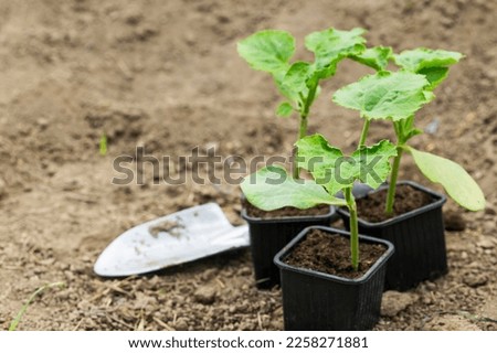 Pumpkin seedlings plants in pots outdoor in the green house, organic farming