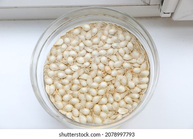 Pumpkin Seeds Soaked in Water, Pumpkin Seeds are Prepared for Planting. Soaking Seeds with Gardening Closeup Agriculture