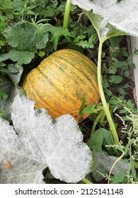 Pumpkin Snuggled Under Its Leafy Vine