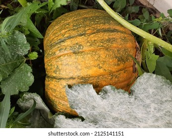 Pumpkin Snuggled Under Its Leafy Vine