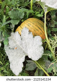 Pumpkin Snuggled Under Its Leafy Vine