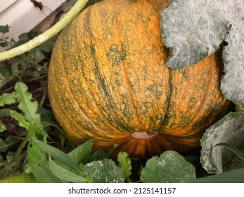 Pumpkin Snuggled Under Its Leafy Vine