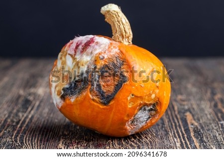 the pumpkin is spoiled and covered with a large amount of mold and traces of rotting, spoiled and dangerous for health rotting orange pumpkin