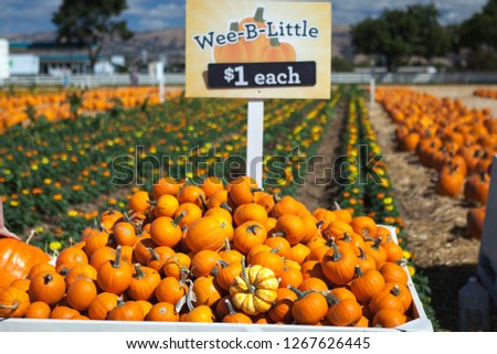 Pumpkin stalks on display for sale at pumpkin patch. Holiday-themed image.
The variety of pumpkin: Wee-B-Little