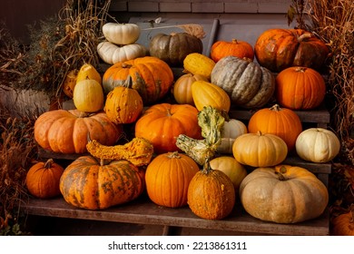 Pumpkin standing out of the crowd. Autumn. Orange pumpkins. Thanksgiving background. Halloween backdrop. A heap of pumpkins. Stack of variously colored and shaped pumpkins. Seasonal holiday concept. - Shutterstock ID 2213861311