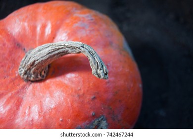 Pumpkin Stem Above View