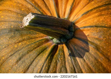 Pumpkin stem close up full frame as background 
