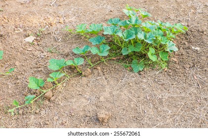 Pumpkin Vine