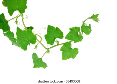 Pumpkin Vine Isolated On White Background